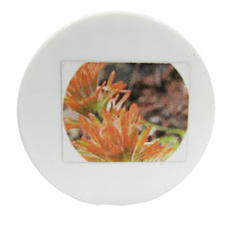 American Native Herbal Ointment