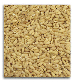Barley, Hulled, Organic